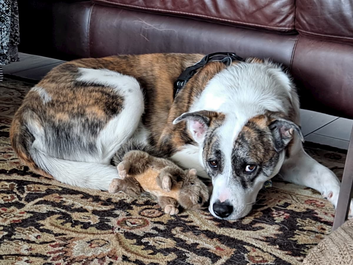 Bear, the Porter Haus rescue dog