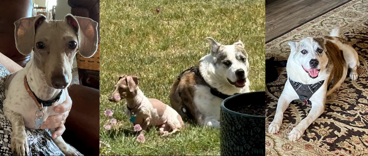 Bear and Gertie together at Porter Haus Bed & Breakfast