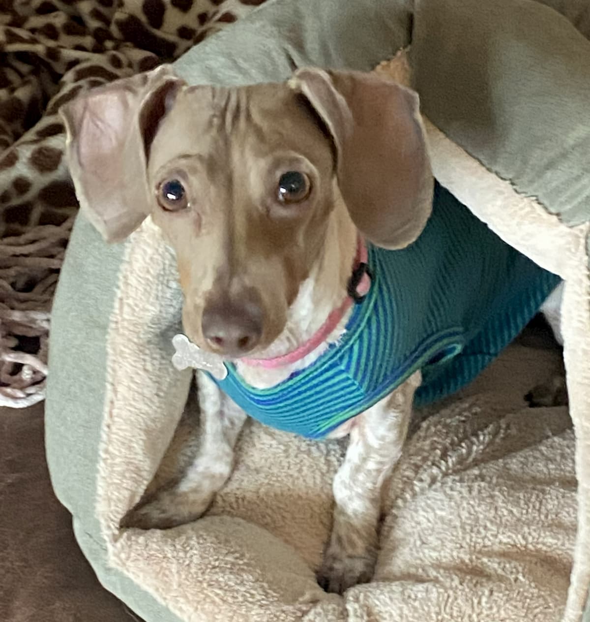 Gertie, the Porter Haus miniature dachshund
