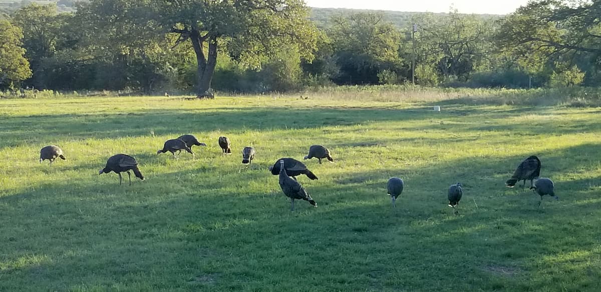 Deer and wild turkeys on the property